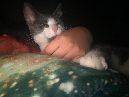 A grey and white cat.