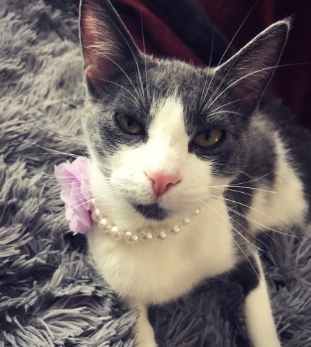 A grey and white cat wearing pearls.