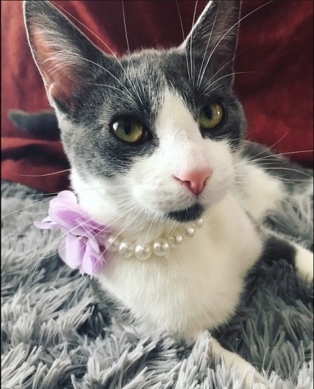 A grey and white cat on a fluffy grey surface.