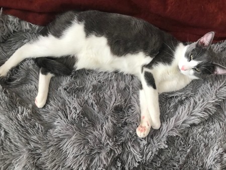 A grey and white cat lying on a grey surface.