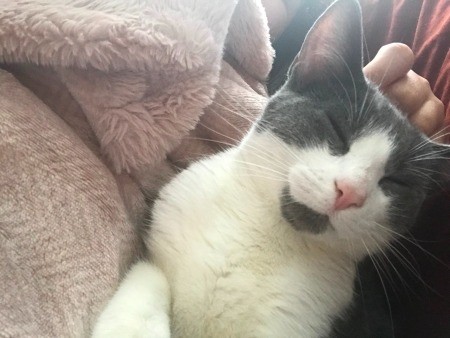 A grey and white cat.