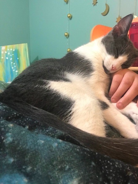 A grey and white cat.