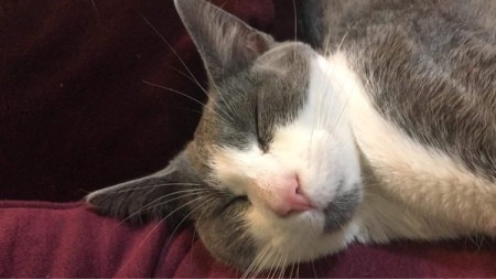 A sleeping grey and white cat.