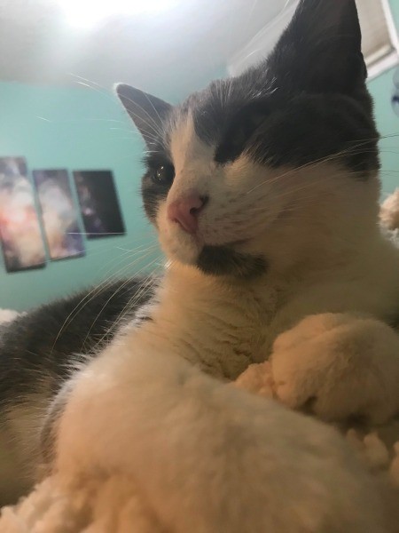 A closeup of a grey and white cat.