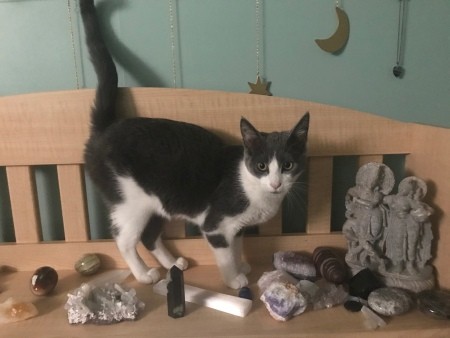 A grey and white kitten.