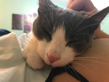 A closeup of the face of a grey and white cat.