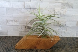 The completed Airplant Wooden Holder