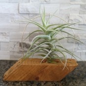 The completed Airplant Wooden Holder