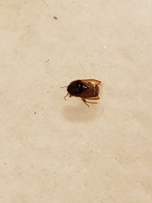 A bug on a light surface.