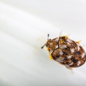 A carpet beetle with brown and white markings.
