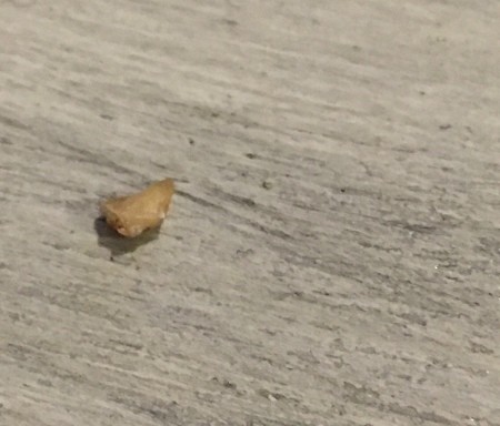 A shell or casing from an insect.