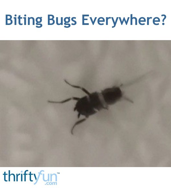 Biting Bugs Everywhere? ThriftyFun