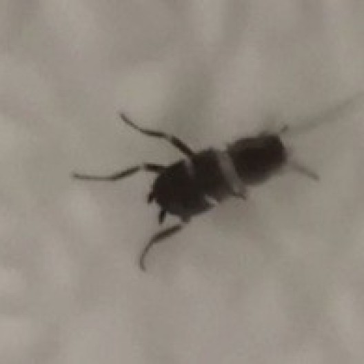 Biting Bugs Everywhere? ThriftyFun