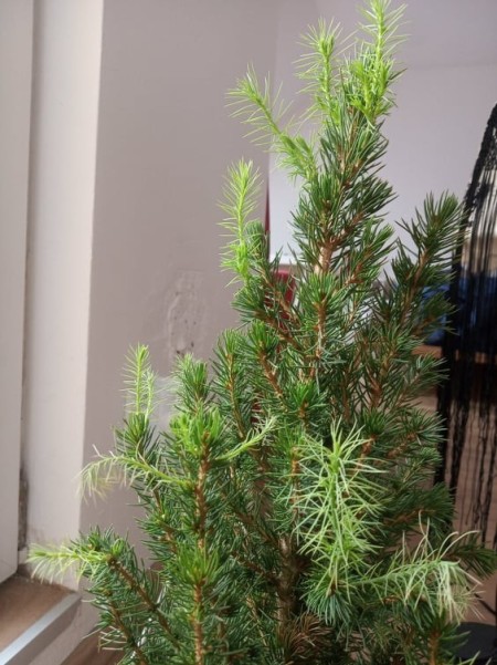 A small Alberta spruce.