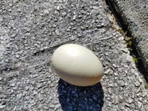 A duck egg on the sidewalk.