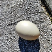 A duck egg on the sidewalk.