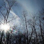 The sun peeking through the trees.