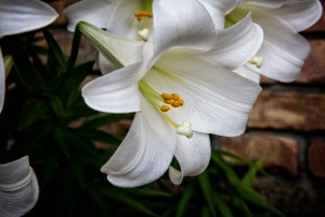 A white Easter lily growing in a garden.