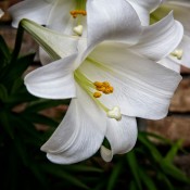 A white Easter lily growing in a garden.