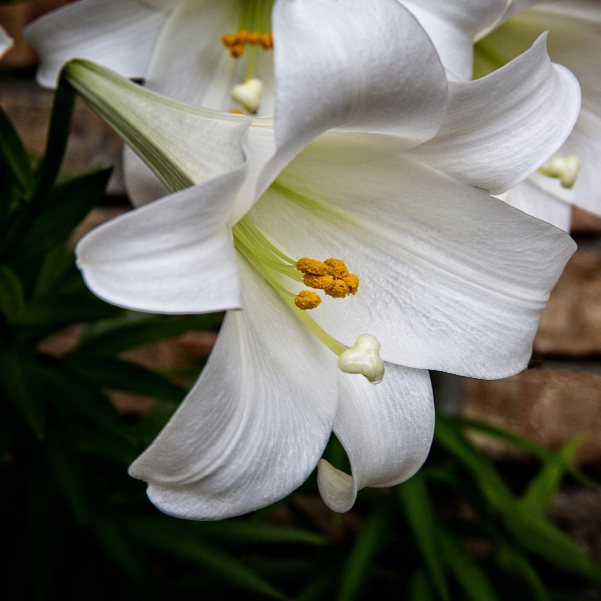 easter-lilies-are-poisonous-to-cats-thriftyfun