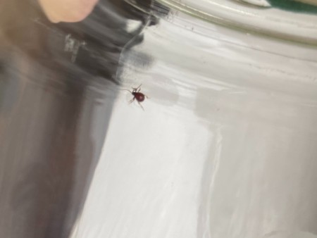 A small orange brown bug.