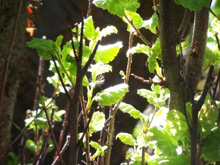 The sun shining through leaves.