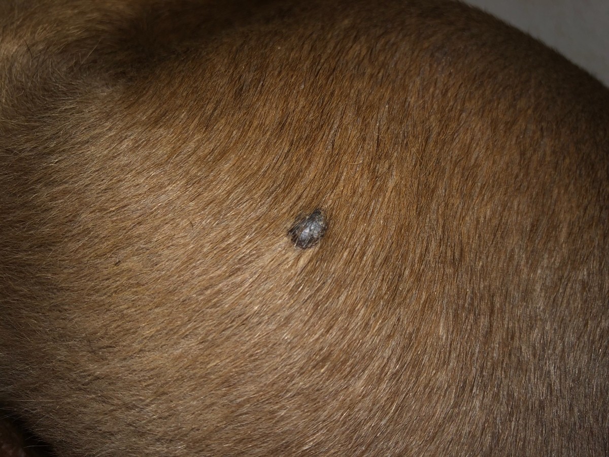 Bumps and Lumps on a Dog? ThriftyFun