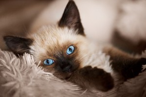 A Balinese cat on a fluffy blanket.