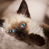 A Balinese cat on a fluffy blanket.