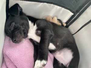 A small black and white dog asleep.