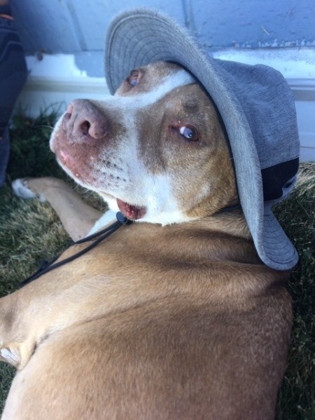 A dog wearing a hat