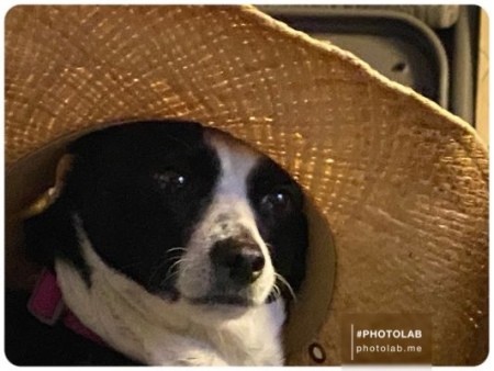 A dog wearing a hat.