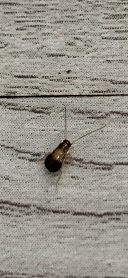 small brown bugs in kitchen