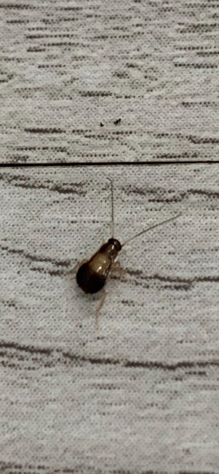 A small bug on a carpeted surface.