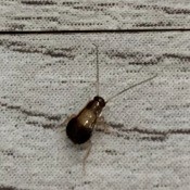 A small bug on a carpeted surface.