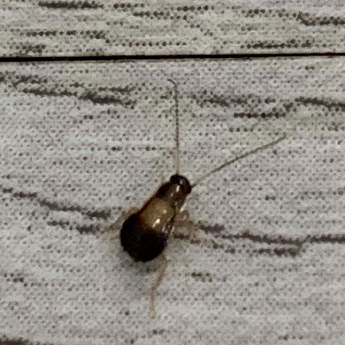 Help Identify This Bug! | ThriftyFun