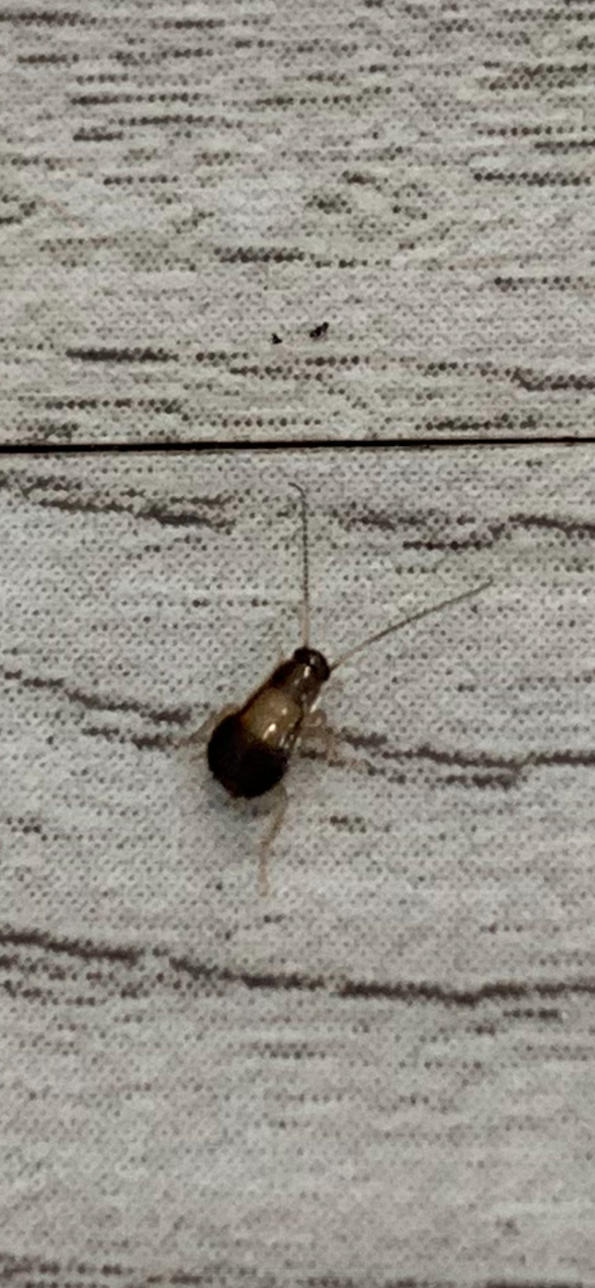 Help Identify This Bug! | ThriftyFun