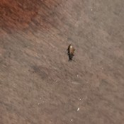 A small brown bug on a wooden surface.