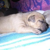 A small dog asleep on a bed.