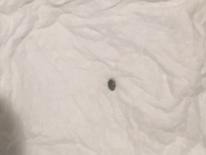 A tiny round bug on a white fabric surface.