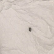 A tiny round bug on a white fabric surface.