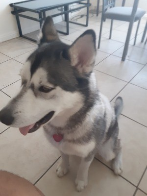 A grey and white husky on a tile floor.