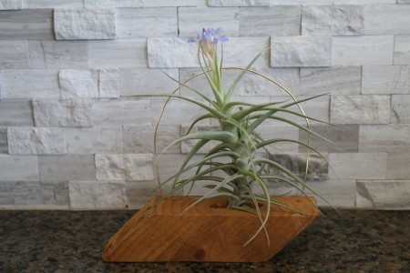 An air plant blooming.