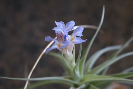 An air plant blooming.