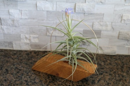 An air plant blooming.