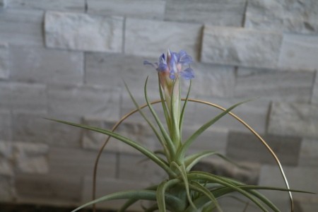 An air plant blooming.