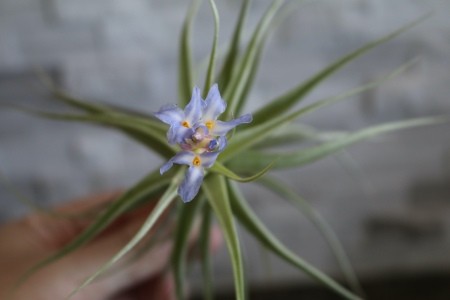 An air plant blooming.