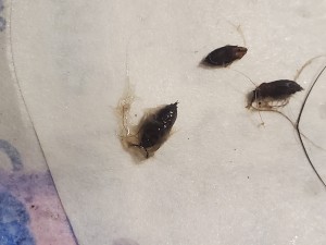 Small black bugs on a white surface.