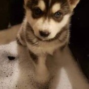 A small Husky puppy.