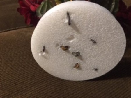 The bottom of the styrofoam.